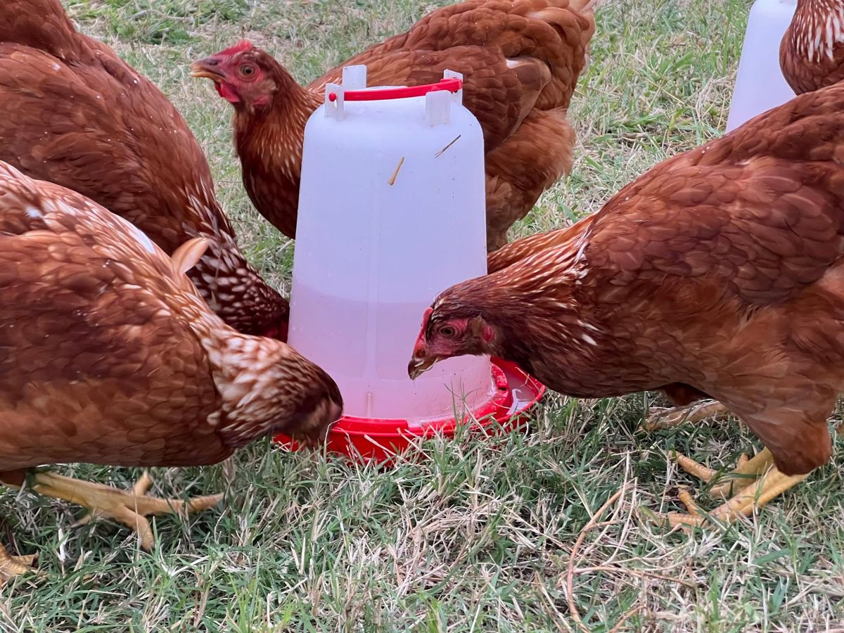 Isa Brown hens at the waterer