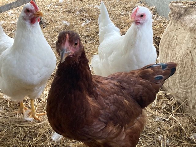 Hens in the straw