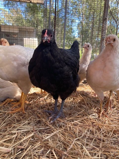 Australorp and Leghorn hens