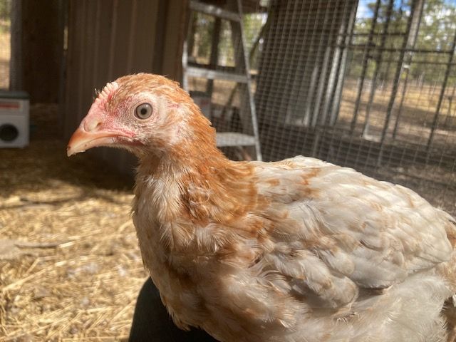 A young pullet up close
