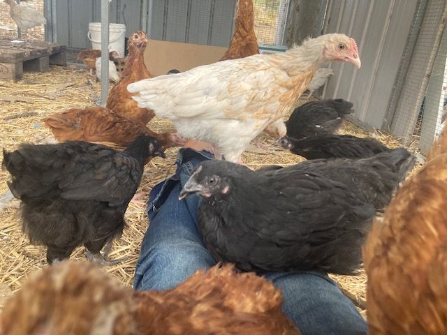 Pullets gathered around