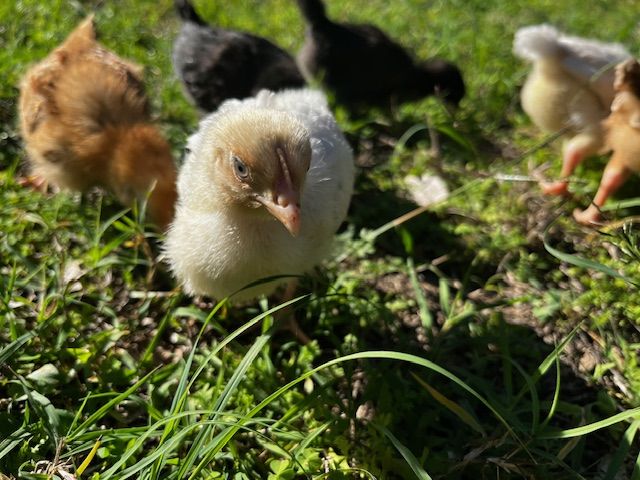 Chicks on the grass