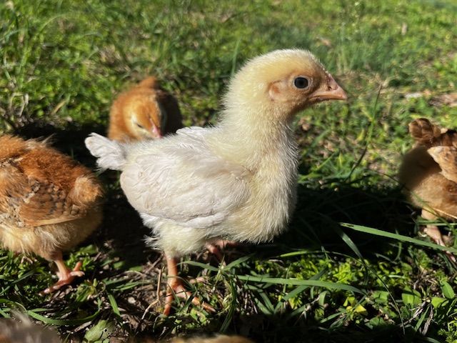 Chicks exploring outside