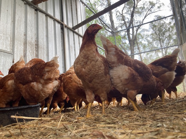 Isa Brown hens in the run